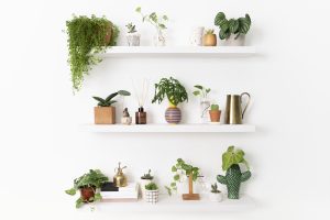Indoor plants hanging on shelves